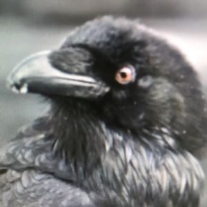 Meet your Posher, Felicity